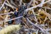 263816 – Photo : Maatah – France (28)